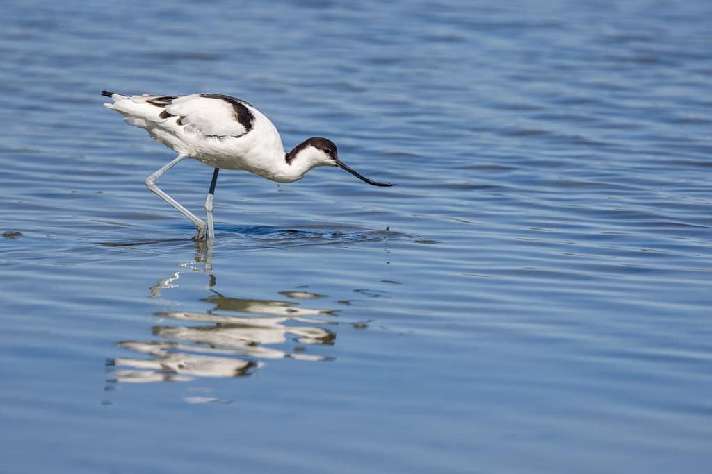 Recurvirostra avosetta, Kluut