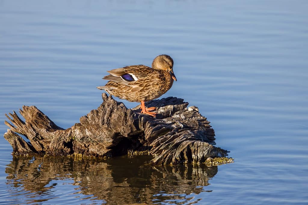 Anas platyrhynchos, Wilde eend