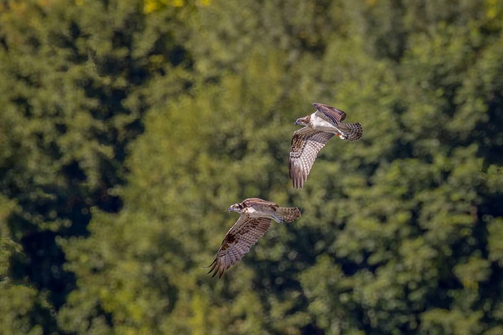 Pandion haliaetus, Visarend