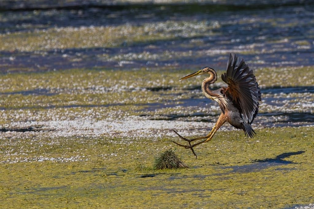 Ardea purpurea, Purperreiger
