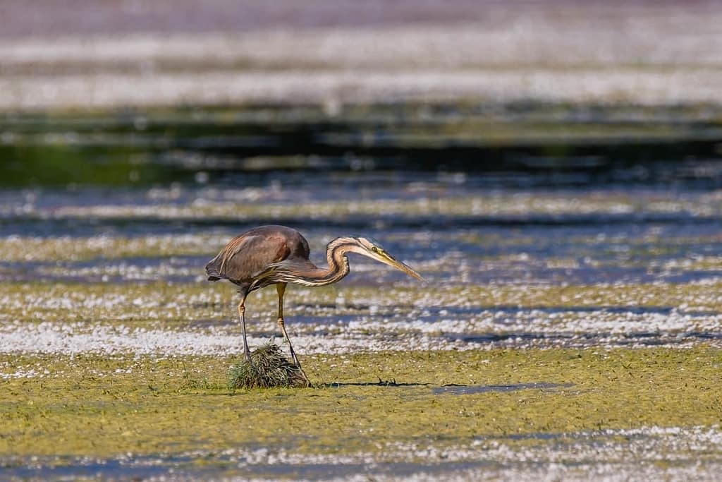 Ardea purpurea, Purperreiger