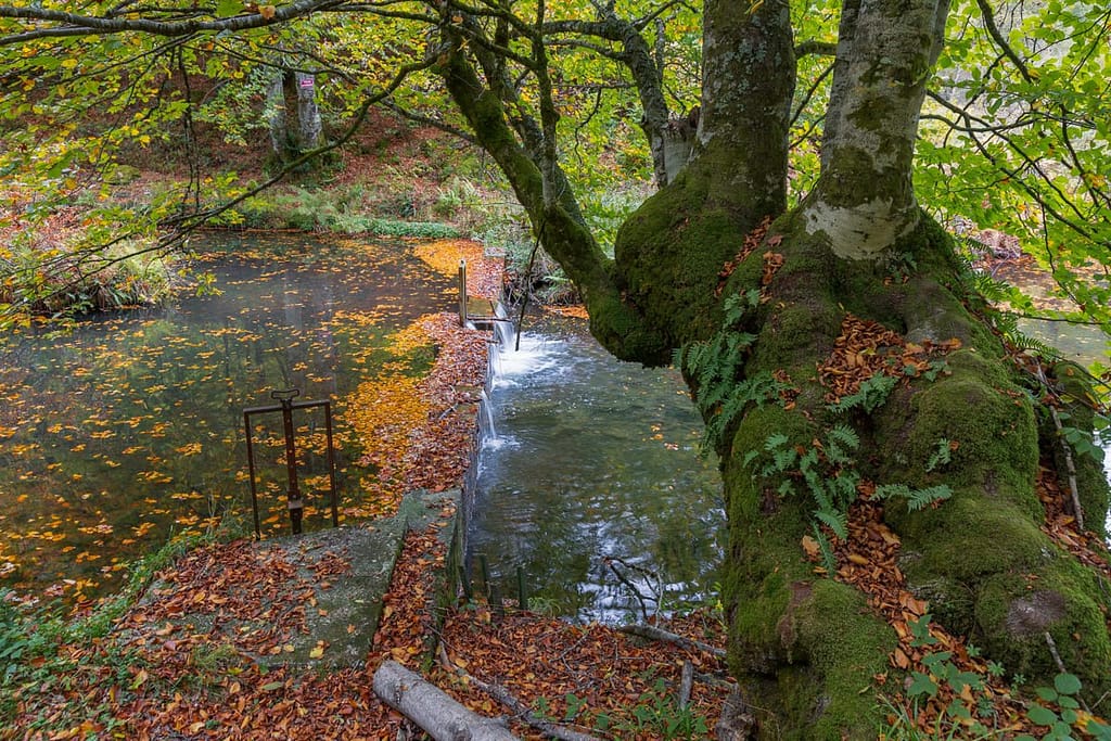 Bij Etang de Bethmale