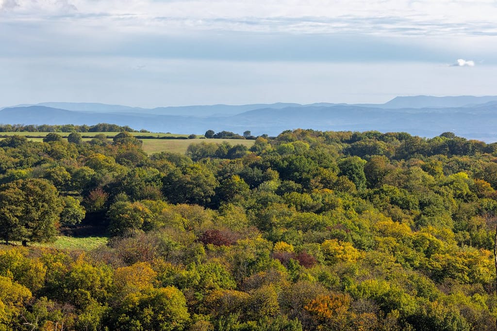 Forêt de la Rouge, Montagne Noir