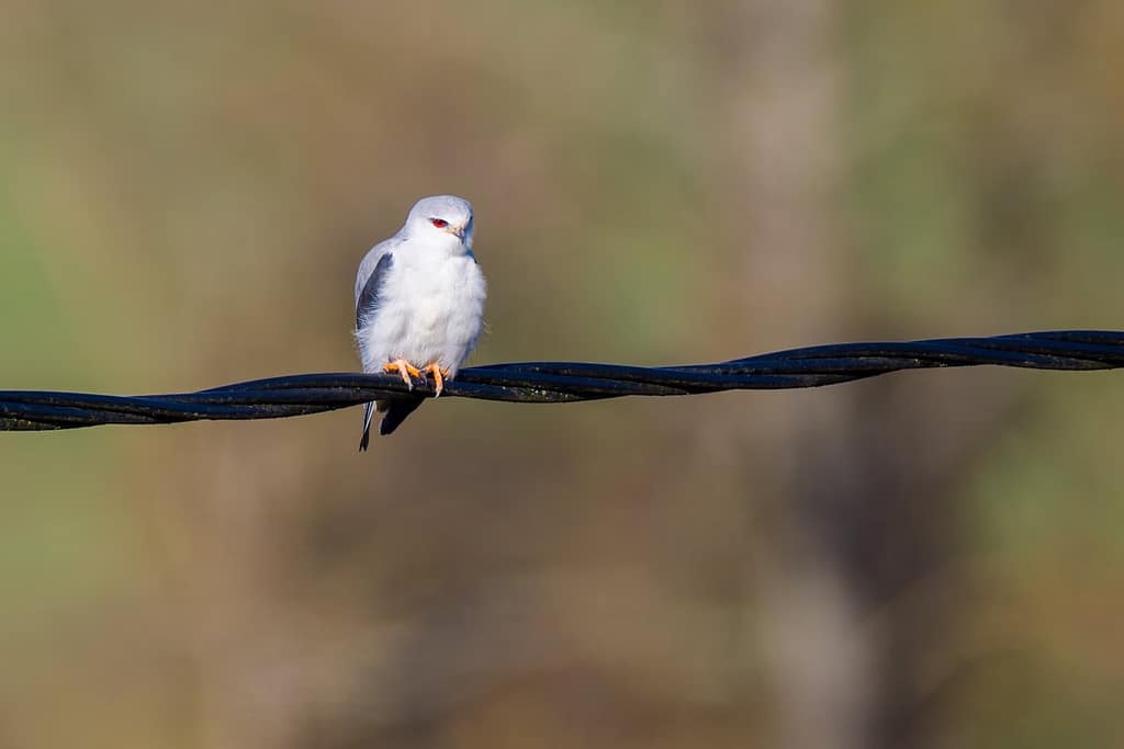 Elanus caeruleus, Grijze wouw