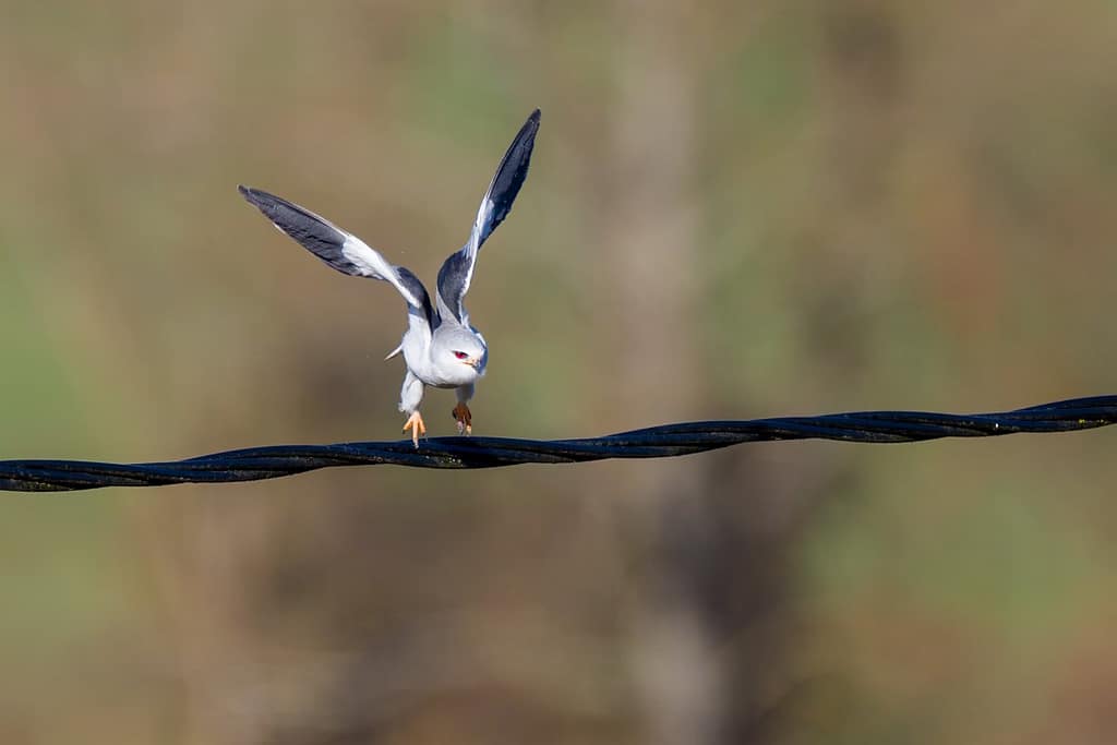 Elanus caeruleus, Grijze wouw