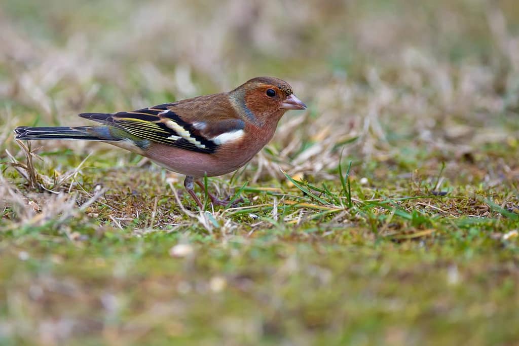 Fringilla coelebs, Vink