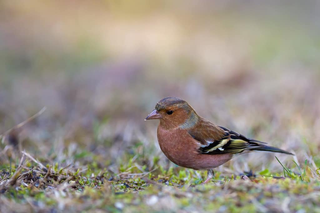 Fringilla coelebs, Vink