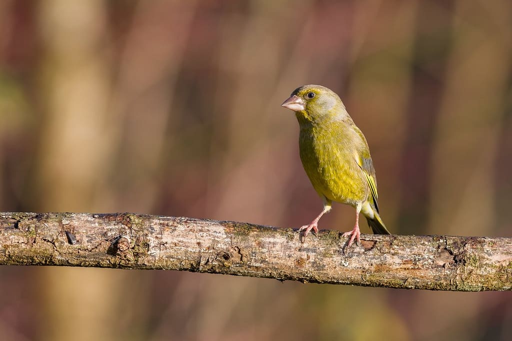 Chloris chloris, Groenling