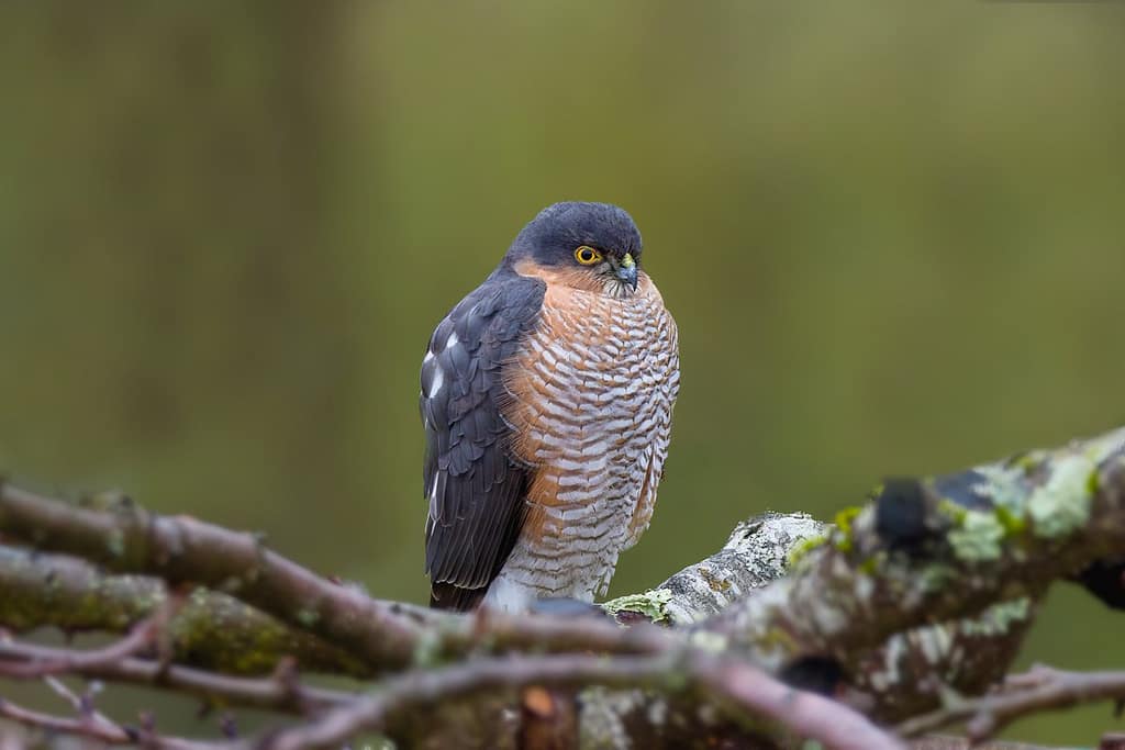 Accipiter nisus, Sperwer