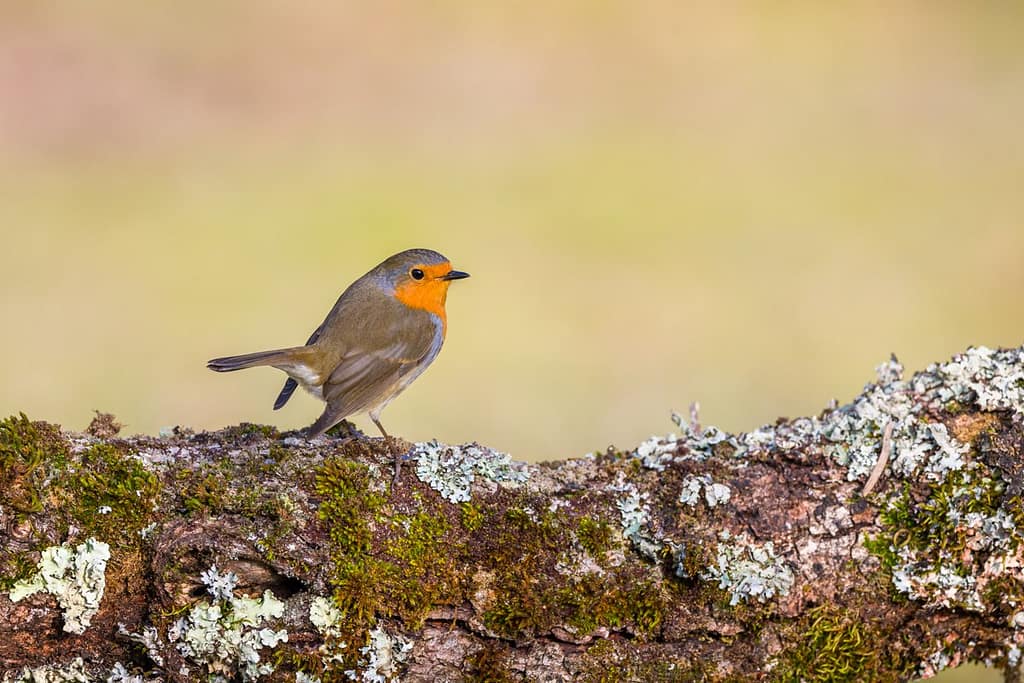 Erithacus rubecula, Roodborst