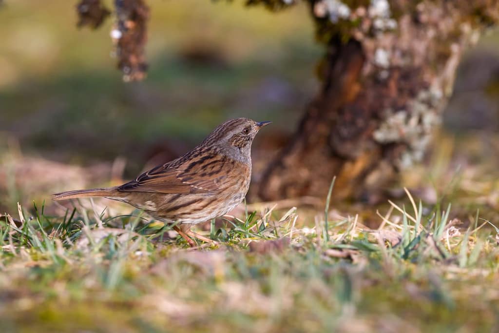 Prunella modularis, Heggenmus