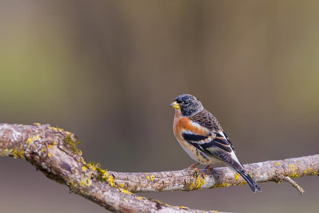 Fringilla montifringilla, Keep