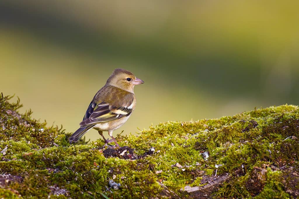 Fringilla coelebs, Vink