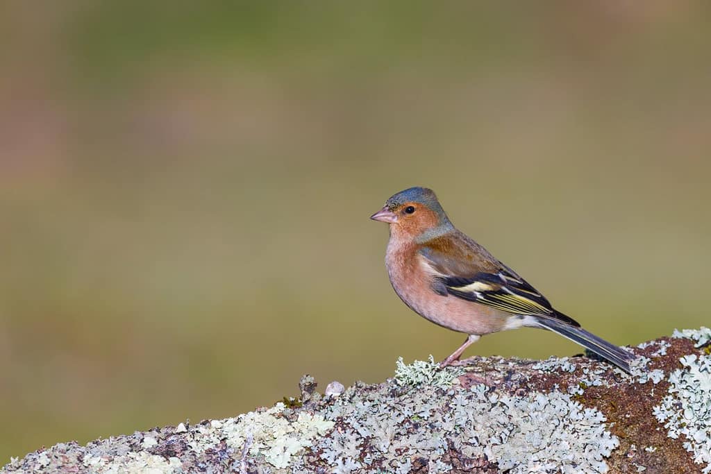 Fringilla coelebs, Vink