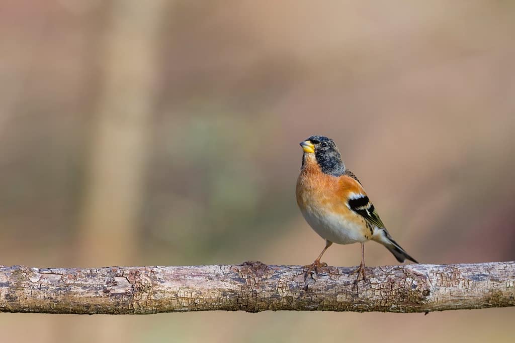 Fringilla montifringilla, Keep