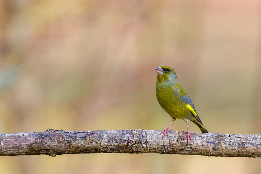 Chloris chloris, Groenling