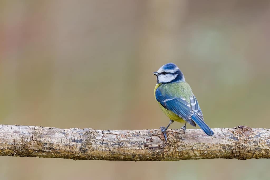 Cyanistes caeruleus, Pimpelmees