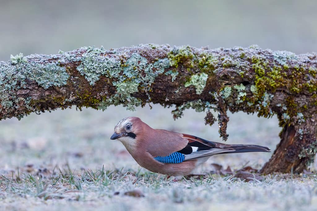 Garrulus glandarius, Gaai