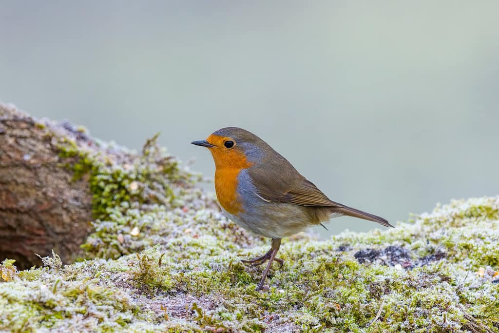 Erithacus rubecula, Roodborst