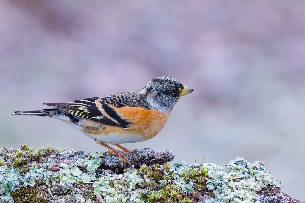 Fringilla montifringilla, Keep