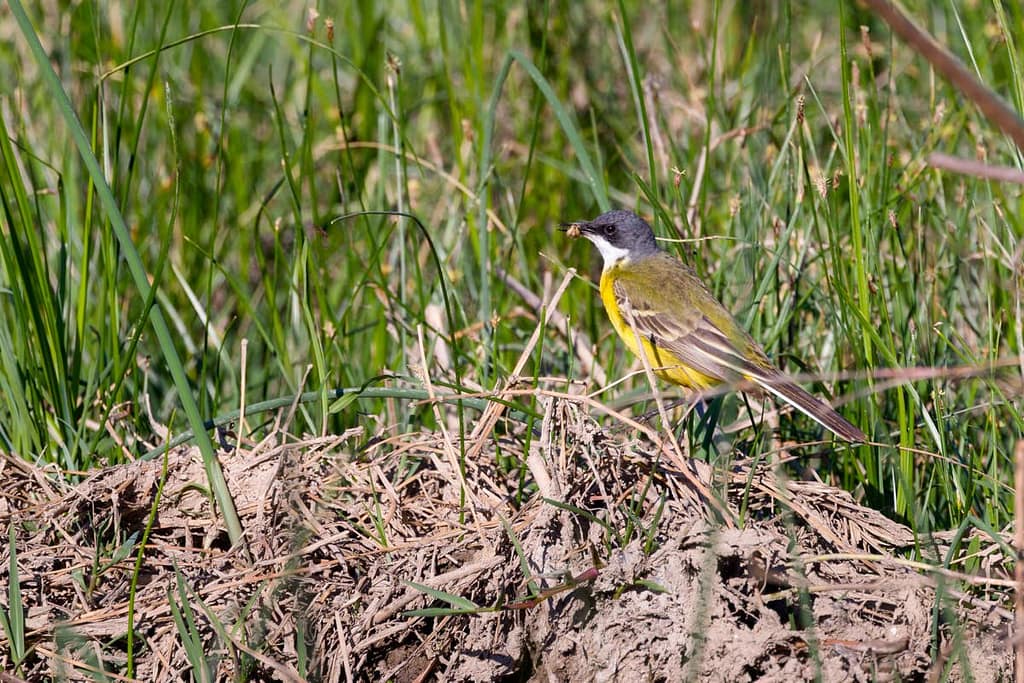 Motacilla flava, Gele kwikstaart