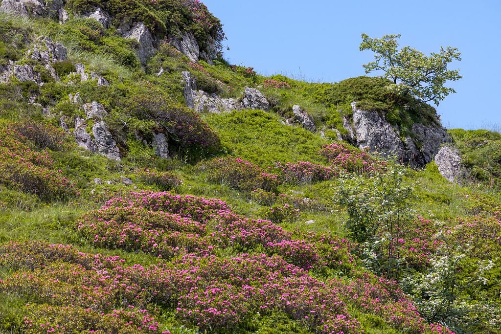 Wandeling naar de Lacs d'Ayous