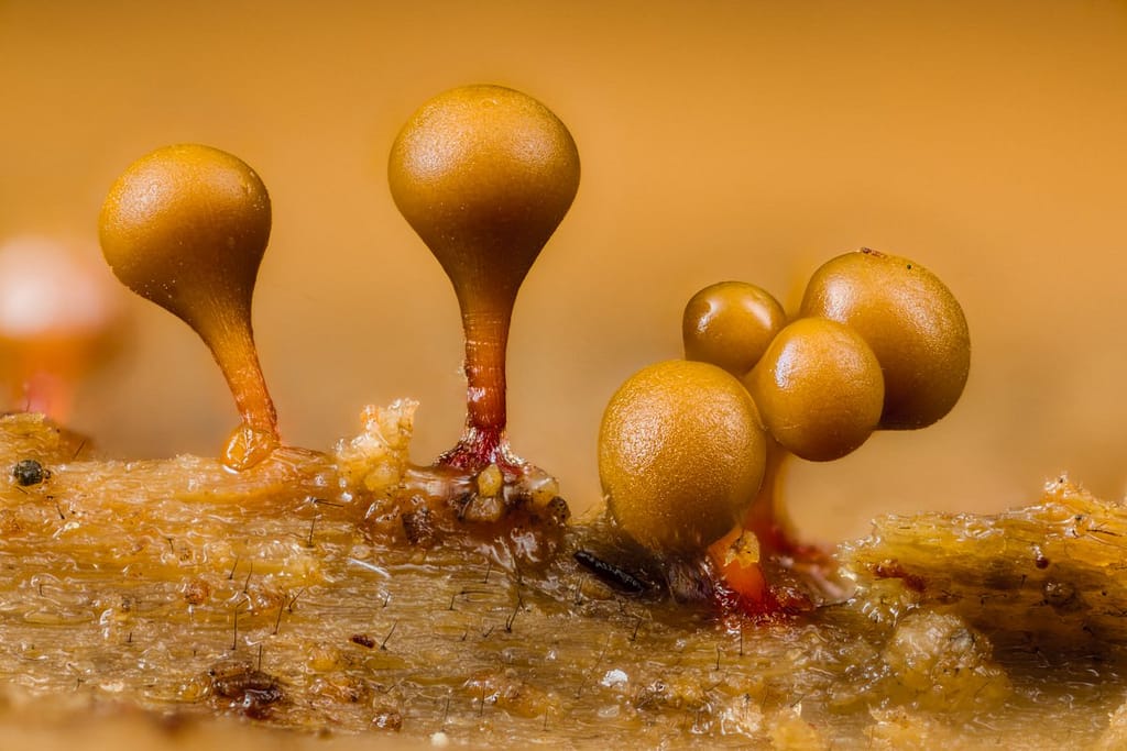 Trichia crateriformis, Dekselvormig draadwatje