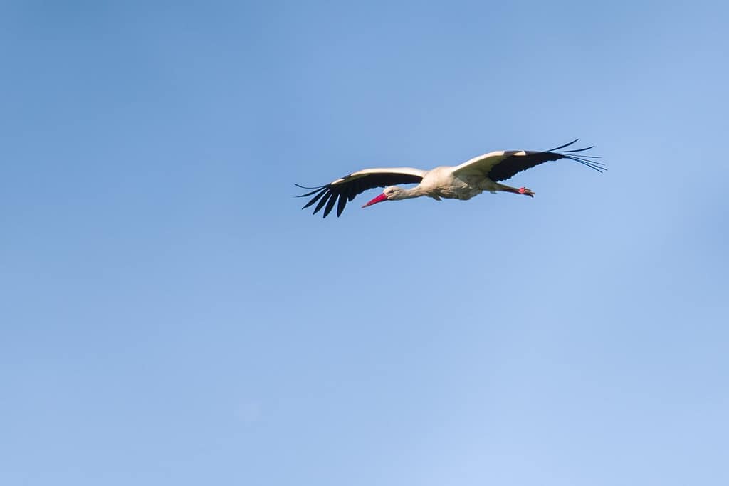 Ciconia ciconia, Ooievaar