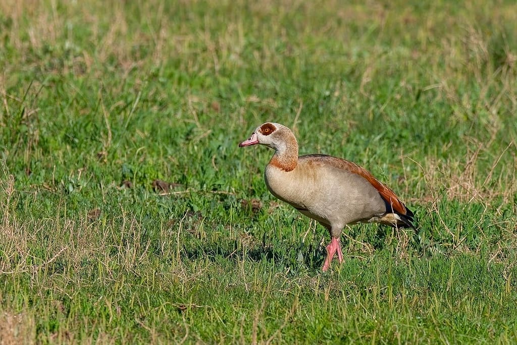 Alopochen aegyptiaca, Nijlgans