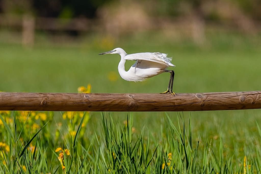 Egretta garzetta, Kleine zilverreiger