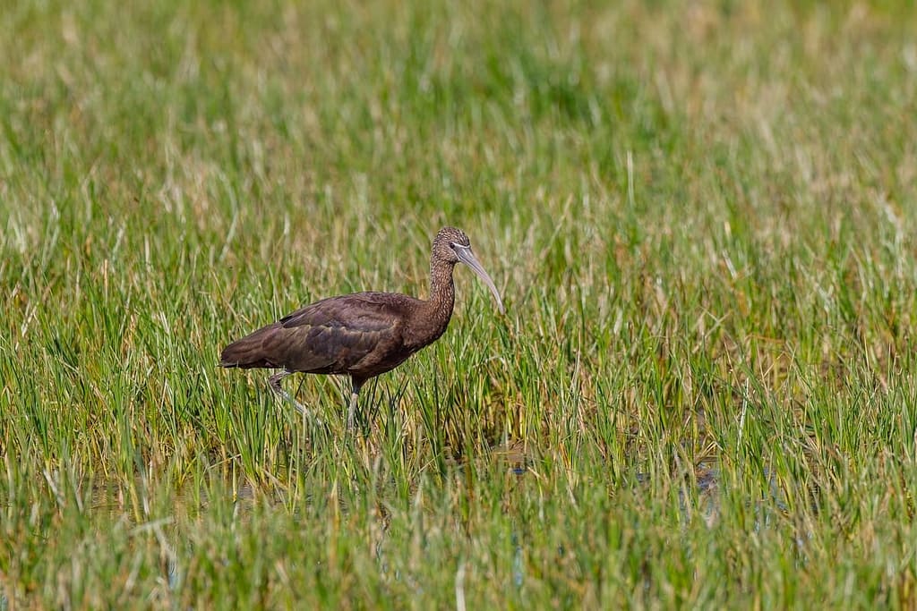 Plegadis falcinellus, Zwarte ibis