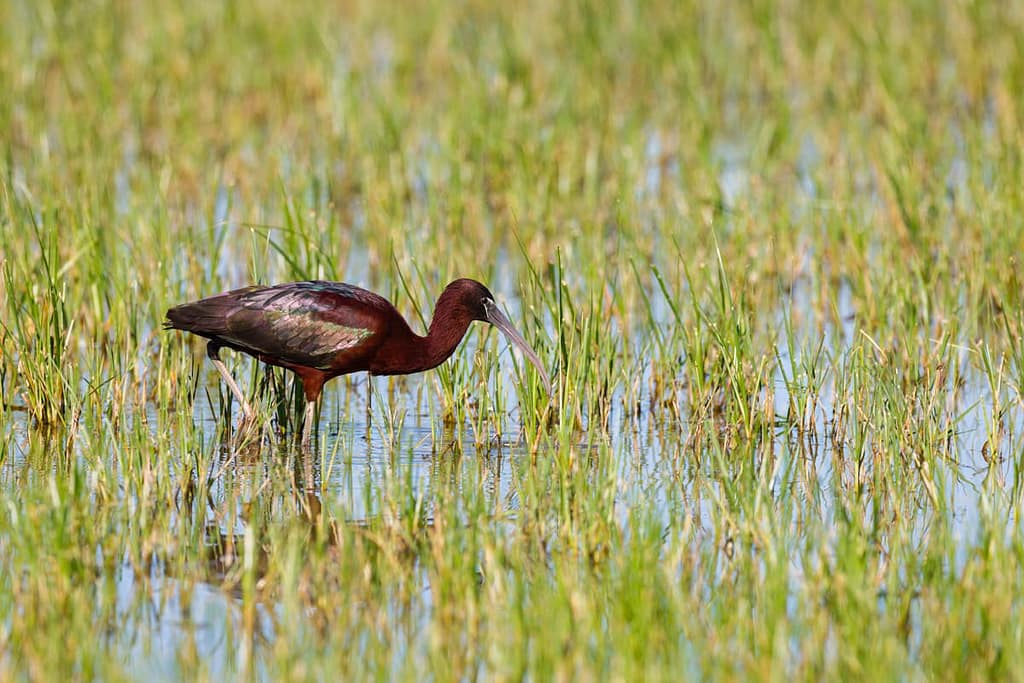 Plegadis falcinellus, Zwarte ibis