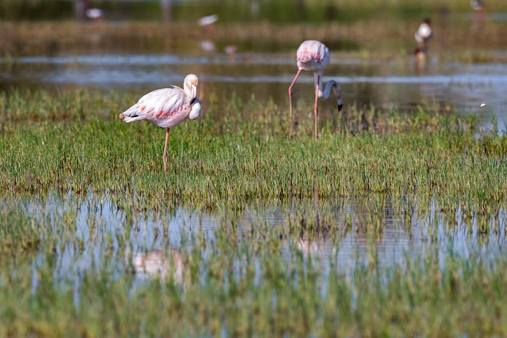 Phoenicopterus roseus, Flamingo