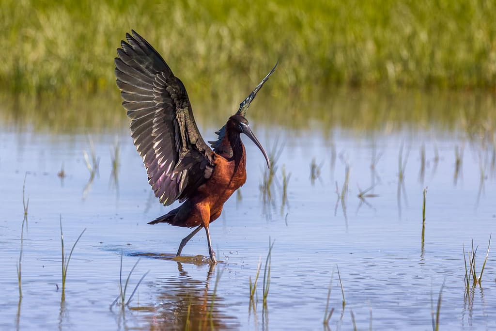Plegadis falcinellus, Zwarte ibis