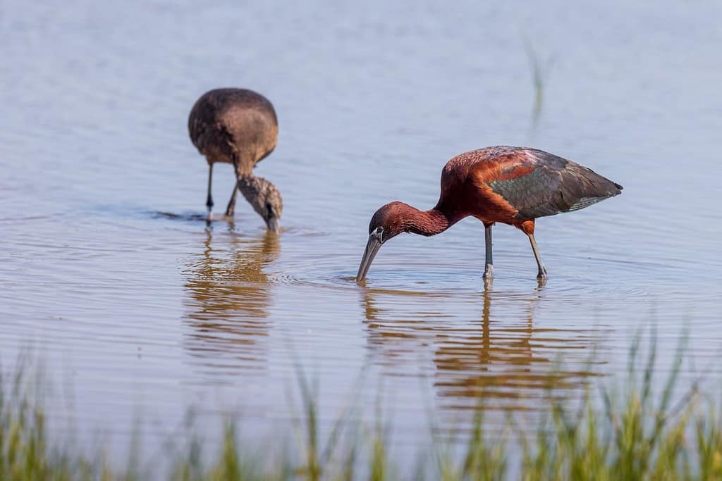 Plegadis falcinellus, Zwarte ibis