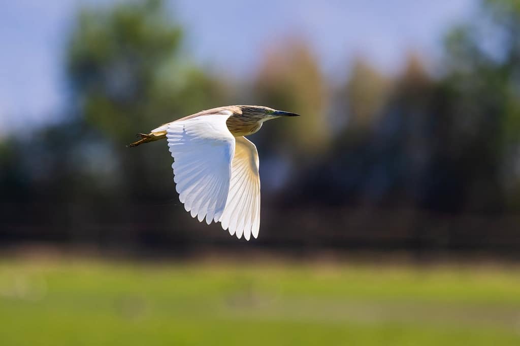 Ardeola ralloides, Ralreiger