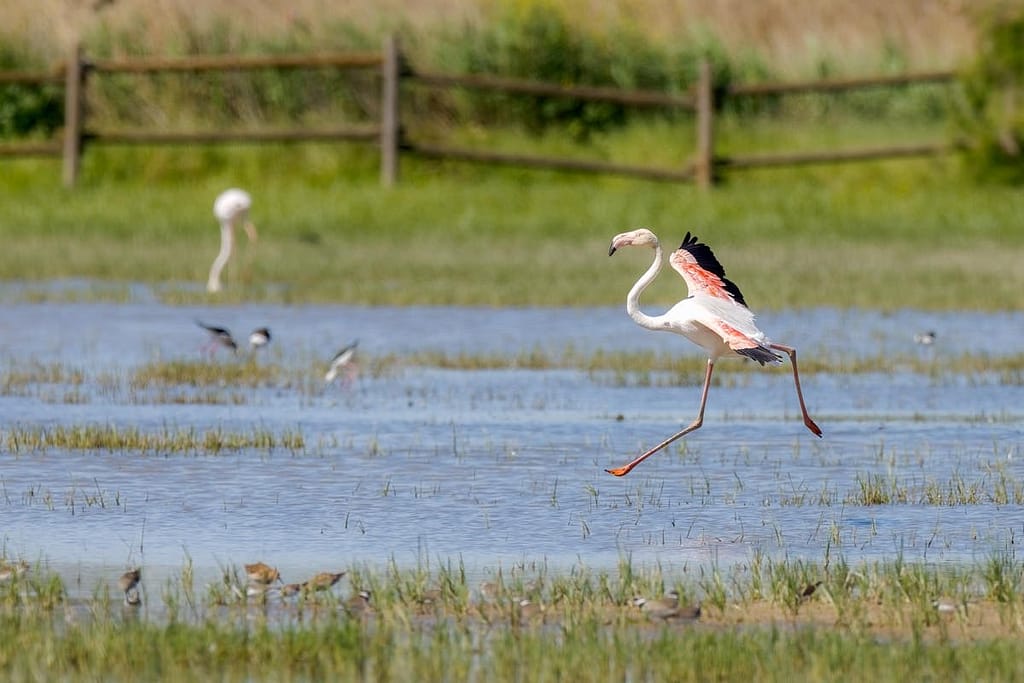 Phoenicopterus roseus, Flamingo