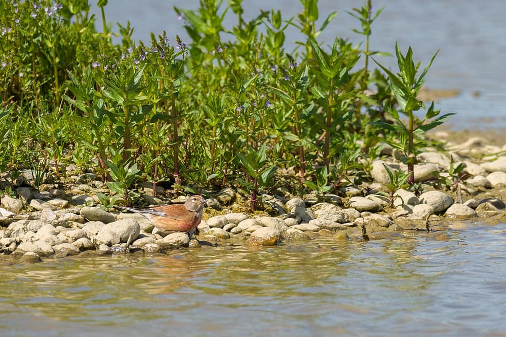 Linaria cannabina, Kneu