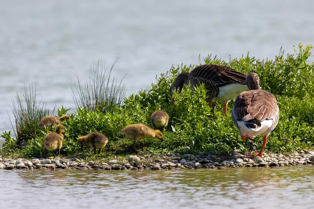 Anser anser, Grauwe gans