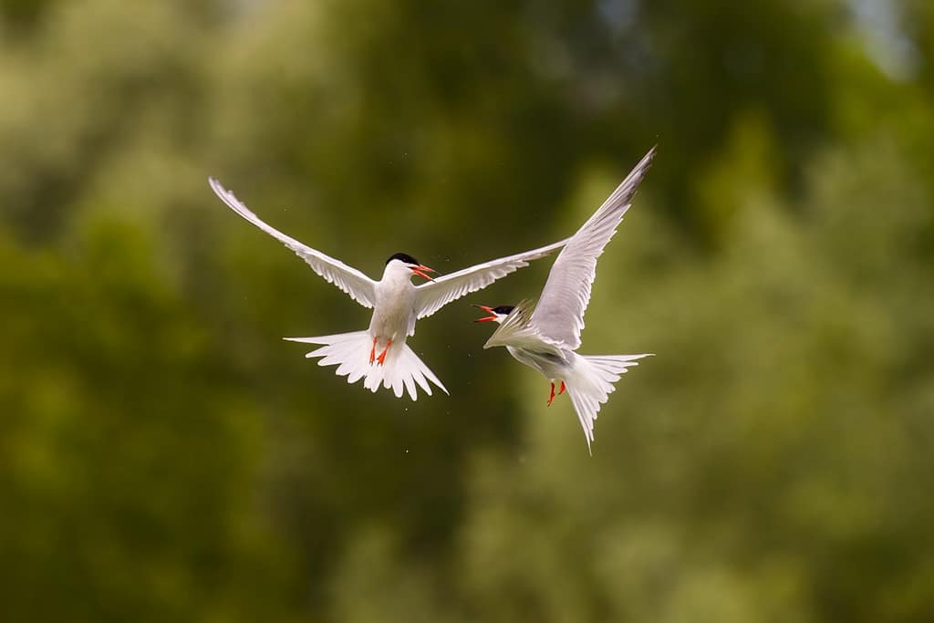 Sterna Hirundo, Visdief