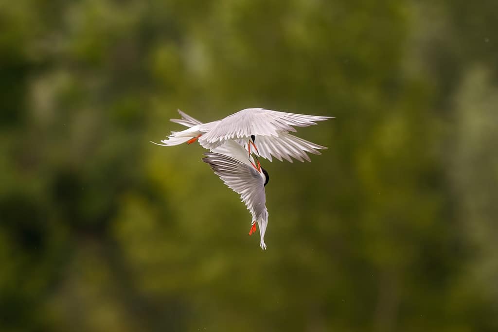 Sterna Hirundo, Visdief