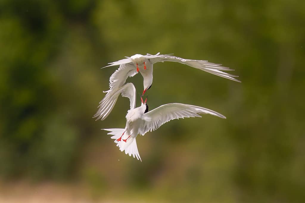 Sterna Hirundo, Visdief