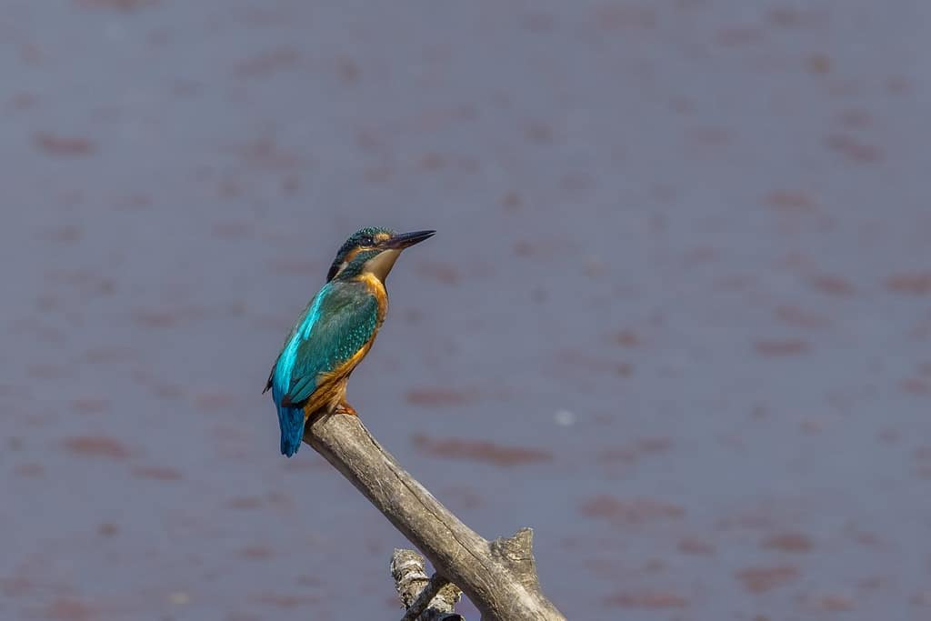 Alcedo atthis, IJsvogel