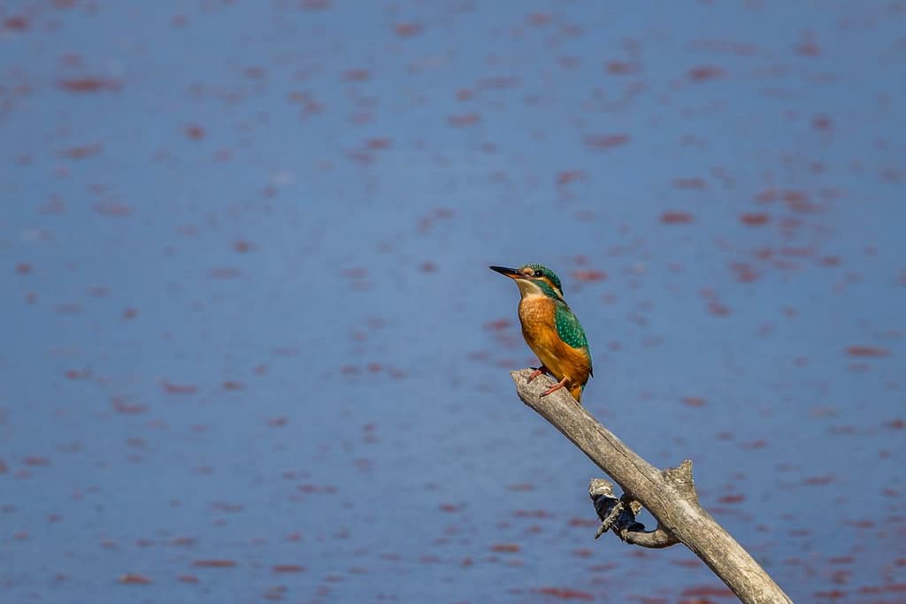 Alcedo atthis, IJsvogel
