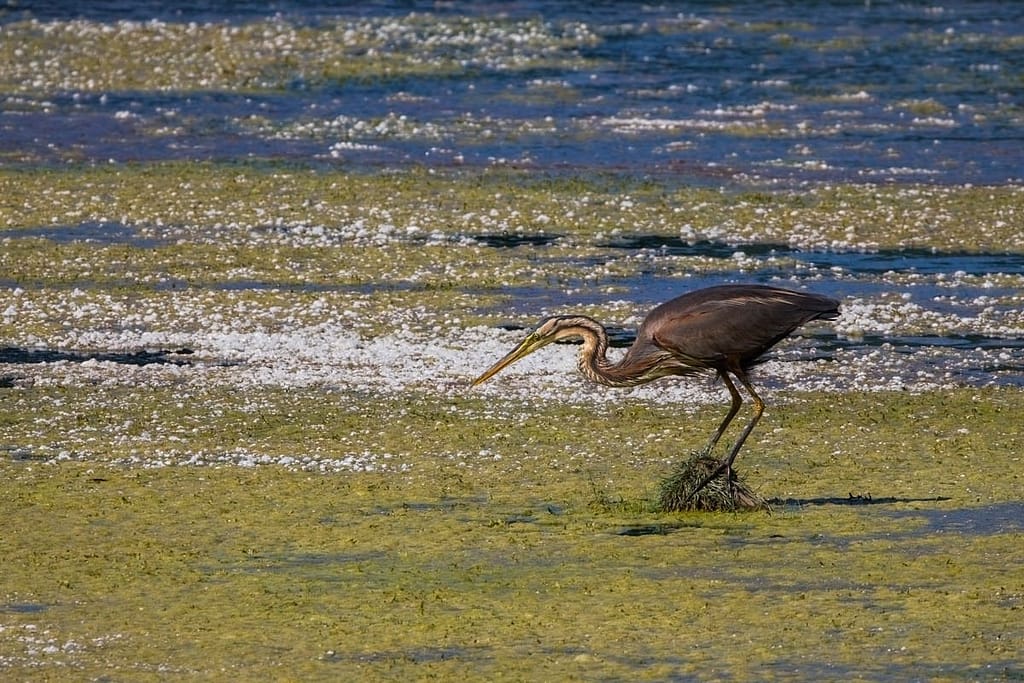 Ardea purpurea, Purperreiger