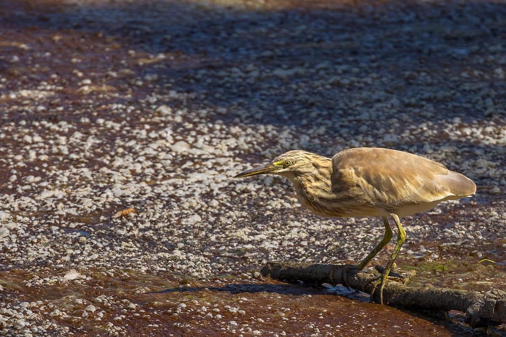 Ardeola ralloides, Ralreiger