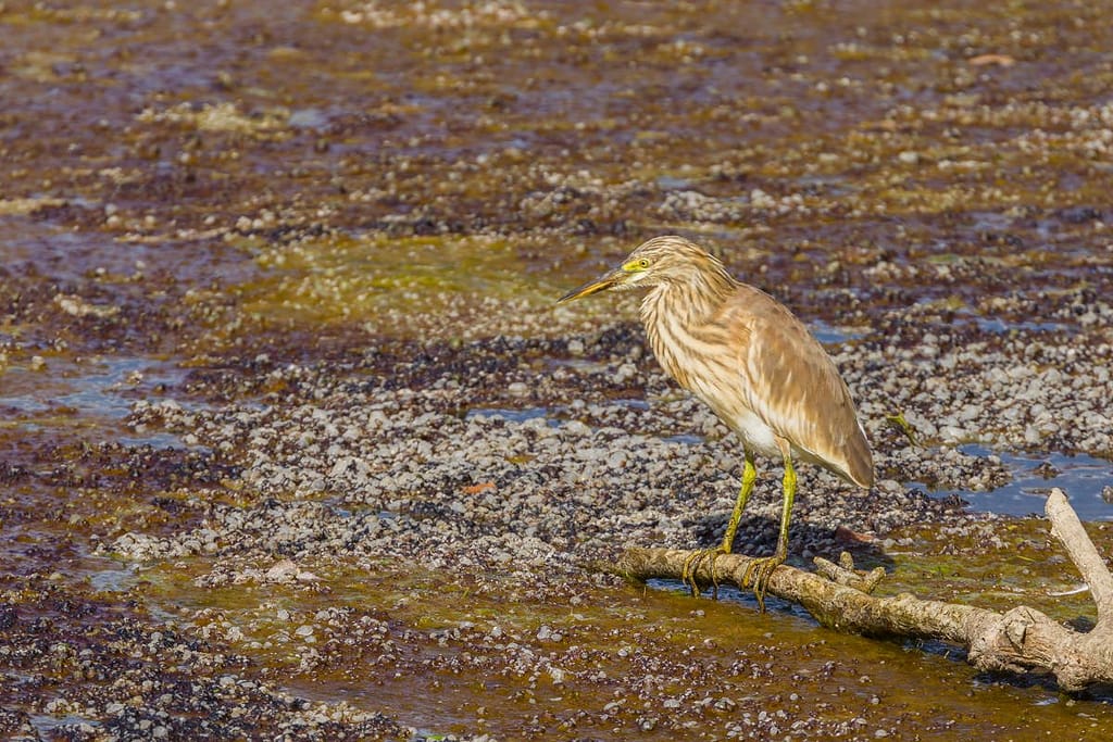 Ardeola ralloides, Ralreiger