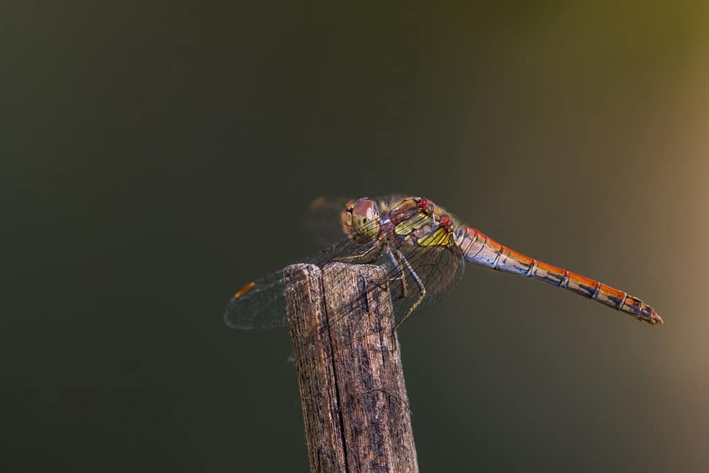 Sympetrum striolatum, Bruinrode heidelibel