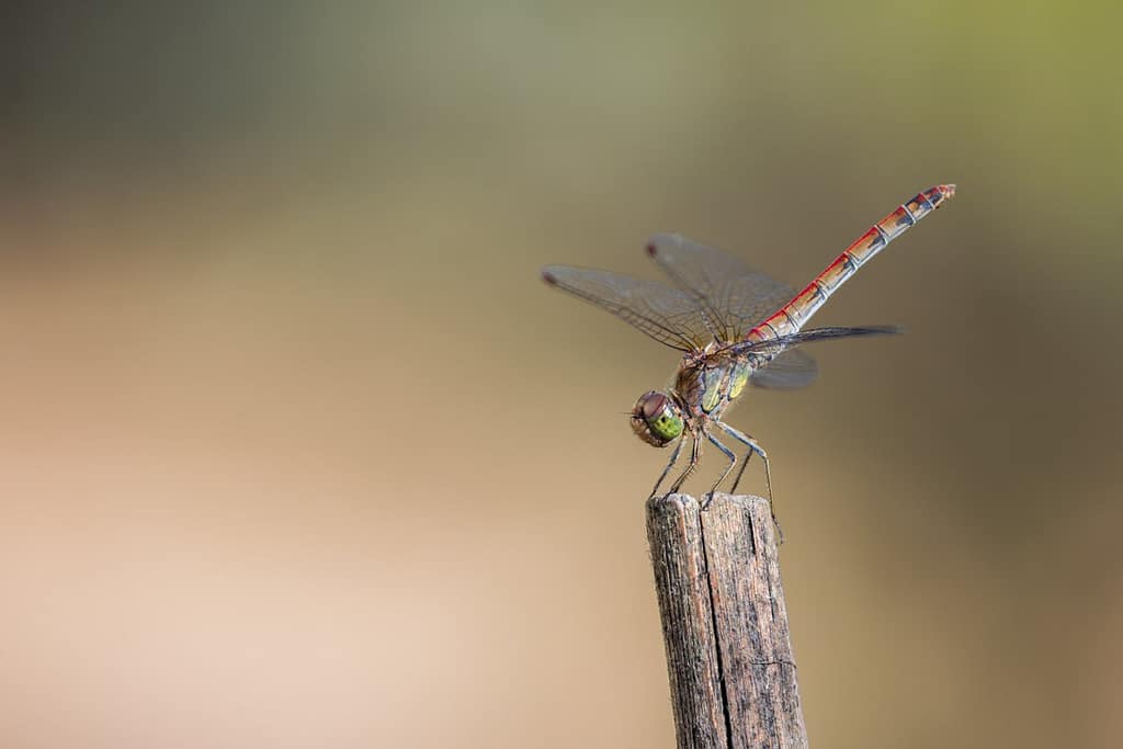 Sympetrum striolatum, Bruinrode heidelibel
