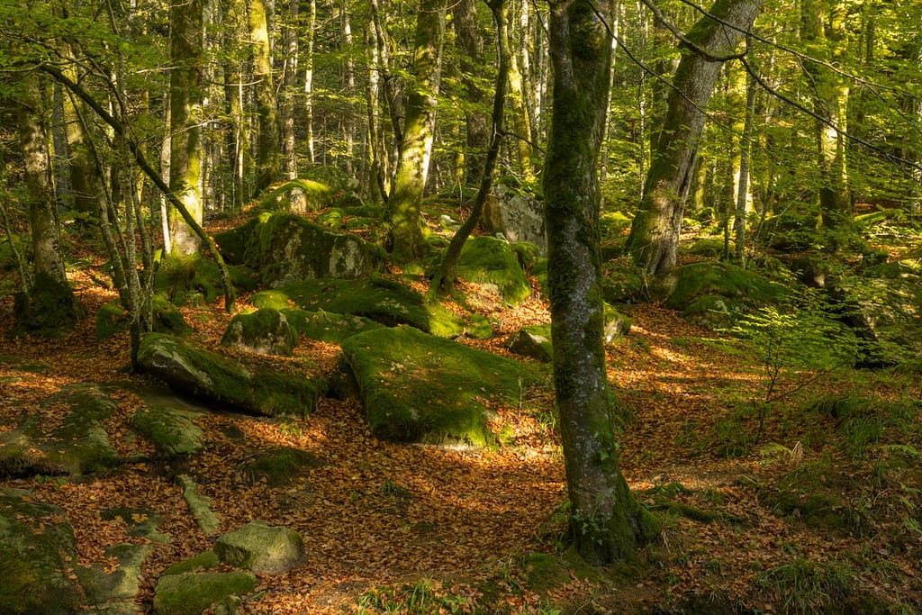 Forêt de la Rouge, Montagne Noir